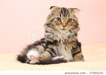 Sitting little cat 37080291