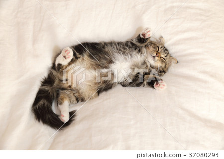 顯示胃和睡覺的小的貓 顯示胃和睡覺的小的貓 37080293