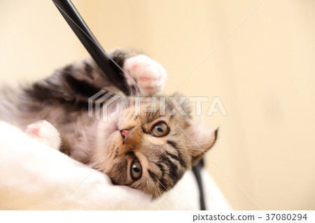 使用在床上的小的小貓 使用在床上的小的小貓 37080294