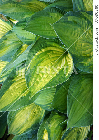 Foliage of decorative plant Hosta (Funkia). 37080380