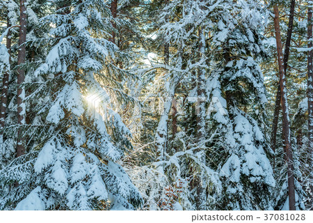 Fantastic winter forest covered with snow Fantastic winter forest covered with snow 37081028