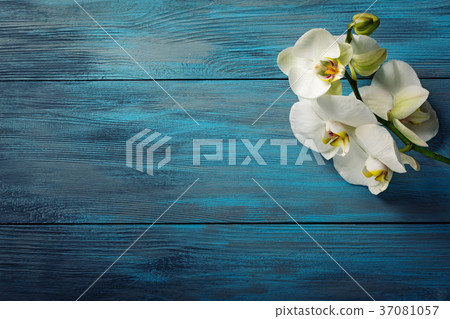 Branch of white Orchid on the blue wooden Branch of white Orchid on the blue wooden 37081057