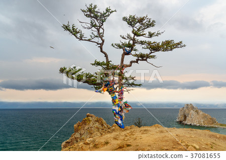 Ritual tree with colorful ribbons. Baikal. Olkhon 37081655