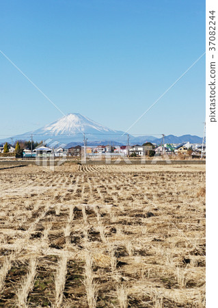 Fuji seen from paddy field in winter (Chigasaki city) 37082244