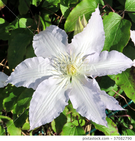 Toronto white Clematis flower isolated 2017 Toronto white Clematis flower isolated 2017 37082790