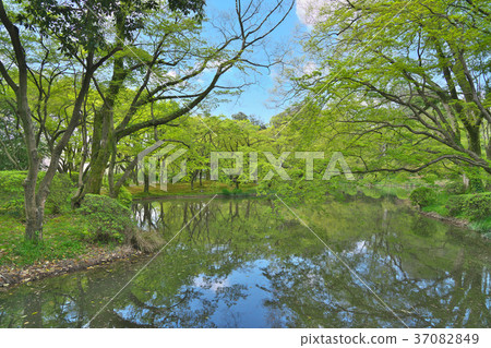 新鮮的綠色森林 新鮮的綠色森林 37082849