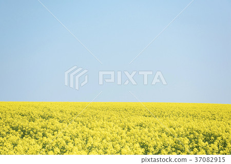 One side of rape blossoms and blue sky (background material) One side of rape blossoms and blue sky (background material) 37082915