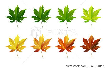 Vector autumn maple leaves on white background - Stock Illustration ...