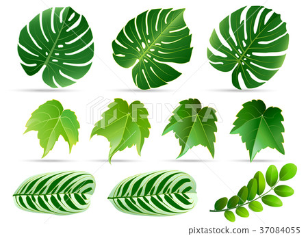 spring leaves set. Green flat icon. Isolated spring leaves set. Green flat icon. Isolated 37084055