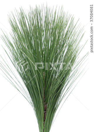 New Year flower pine 37084081