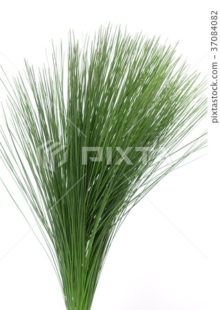 New Year flower pine 37084082