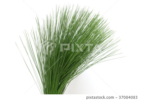 New Year flower pine 37084083