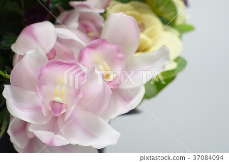 Cut flowers of symposium 37084094