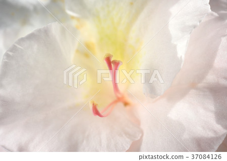 Azalea's flower core 37084126