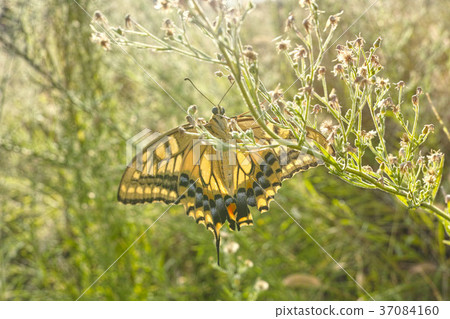 燕尾蝶 燕尾蝶 37084160