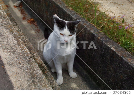 U-shaped groove cat U-shaped groove cat 37084505