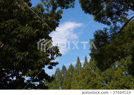 The sky peeped from the trees The sky peeped from the trees 37084510