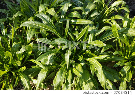 Mizuna vegetables 37084514