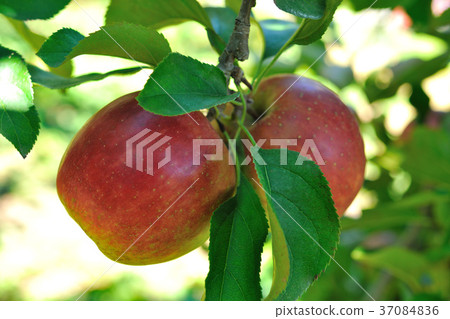Taiwan, Taichung City, Fushou Mountain, farm, apple, fruit, red apple, Fushoushan farm, nobody, close-up 37084836