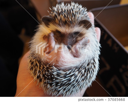Hedgehog 37085668