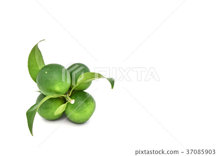 Fruit of Sudachi Fruit of Sudachi 37085903