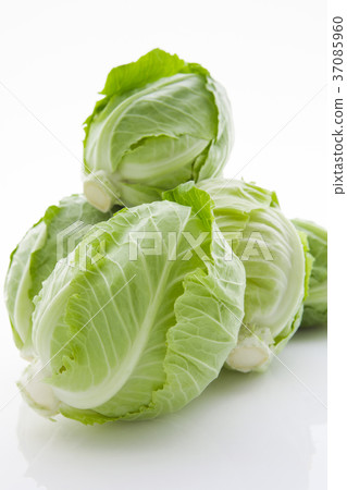 小菜心,小菜心,白菜心,白菜,白菜心,白菜, 小菜心,小菜心,白菜心,白菜,白菜心,白菜, 37085960