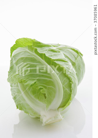  小菜心，小菜心，白菜心，白菜，白菜心，白菜， 37085961