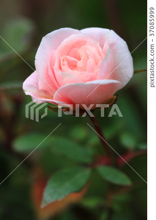 橫濱英式花園玫瑰粉紅 橫濱英式花園玫瑰粉紅 37085999