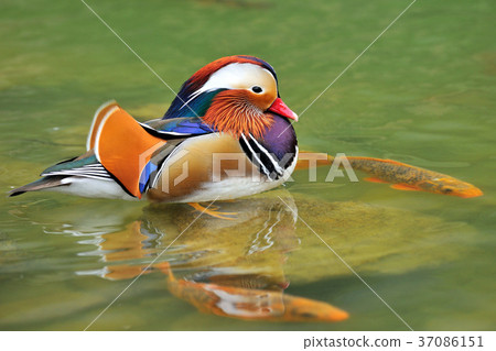 Seagull, lake, water, waterfowl, multicolored, color, feathers, 豔rei, 鸂鶒 37086151