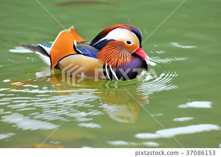 Seagull, lake, water, waterfowl, multicolored, color, feathers, 豔rei, 鸂鶒 Seagull, lake, water, waterfowl, multicolored, color, feathers, 豔rei, 鸂鶒 37086153