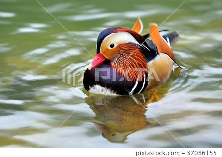 Seagull, lake, water, waterfowl, multicolored, color, feathers, 豔rei, 鸂鶒 Seagull, lake, water, waterfowl, multicolored, color, feathers, 豔rei, 鸂鶒 37086155