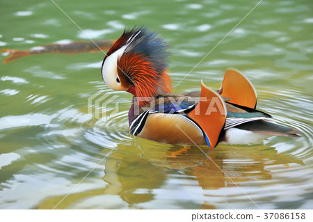 Seagull, lake, water, waterfowl, multicolored, color, feathers, 豔rei, 鸂鶒 37086158