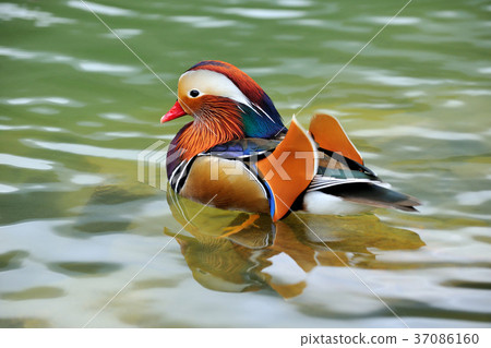 海鷗，湖泊，水，水禽，五彩，顏色，羽毛，艷麗，鸂鶒 37086160
