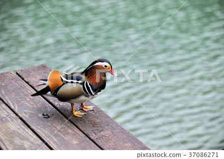 海鷗,湖泊,水,水禽,多彩,顏色,羽毛,艷麗,視麒,膶國視,武進晴郎,葛西 海鷗,湖泊,水,水禽,多彩,顏色,羽毛,艷麗,視麒,膶國視,武進晴郎,葛西 37086271