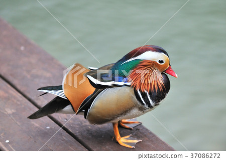 海鷗,湖泊,水,水禽,多彩,顏色,羽毛,艷麗,視麒,膶國視,武進晴郎,葛西 海鷗,湖泊,水,水禽,多彩,顏色,羽毛,艷麗,視麒,膶國視,武進晴郎,葛西 37086272