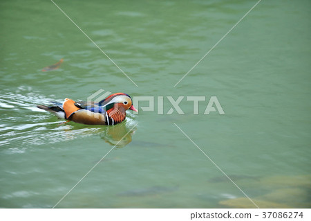 Seagull, lake, water, waterfowl, colorful, color, plumage, 豔rei, 駂麒, 膶国视, Wujin Haruo, Gosai 37086274