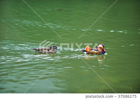 Seagull, lake, water, waterfowl, colorful, color, plumage, 豔rei, 駂麒, 膶国视, Wujin Haruo, Gosai 37086275