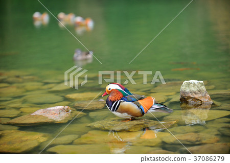 Seagull, lake, water, waterfowl, colorful, color, plumage, 豔rei, 駂麒, 膶国视, Wujin Haruo, Gosai 37086279