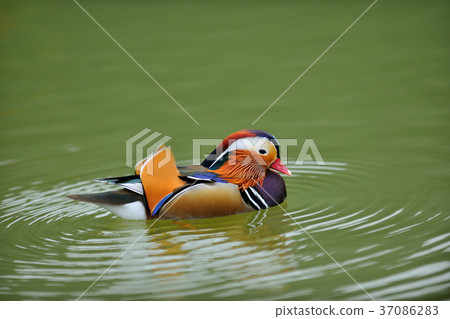 Seagull, lake, water, waterfowl, colorful, color, plumage, 豔rei, 駂麒, 膶国视, Wujin Haruo, Gosai 37086283