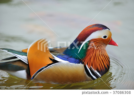 Seagull, lake, water, waterfowl, colorful, color, plumage, 豔rei, 駂麒, 膶国视, Wujin Haruo, Gosai 37086308