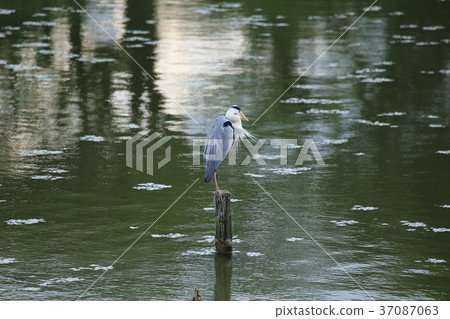 蒼鷺在棲息處 37087063
