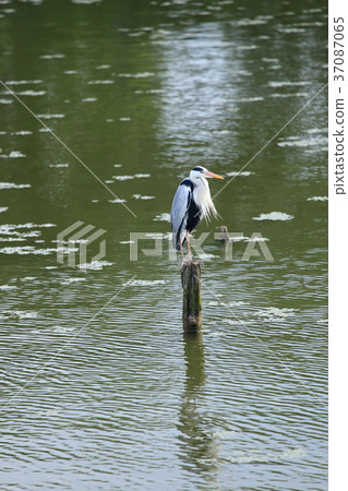 蒼鷺在棲息處 37087065