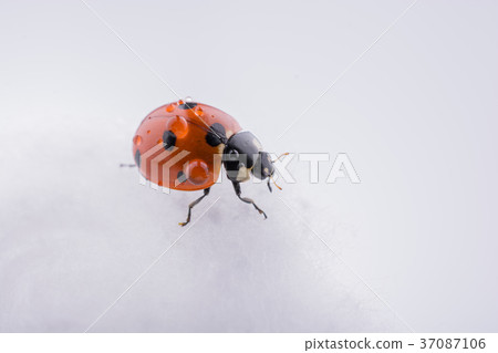 Beautiful red ladybug walking on cotton 37087106