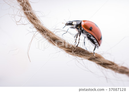 Beautiful red ladybug walking on a thread Beautiful red ladybug walking on a thread 37087128