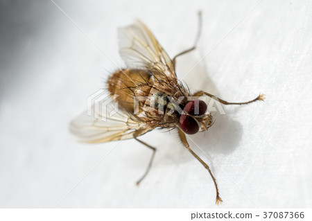 fly in the nature 37087366