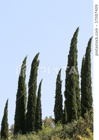 Cypreast trees in the nature background Cypreast trees in the nature background 37087409