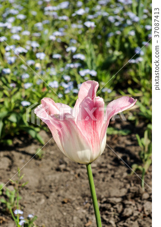 Single Tulip Flower in Spring Season Single Tulip Flower in Spring Season 37087413
