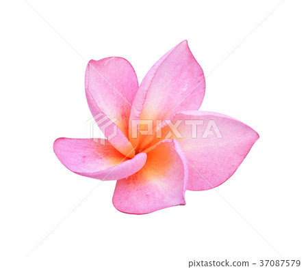 colorful plumeria flower isolated colorful plumeria flower isolated 37087579