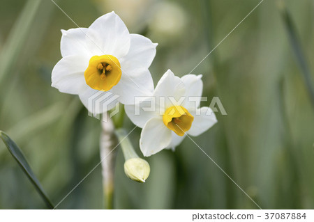 日本水仙 37087884