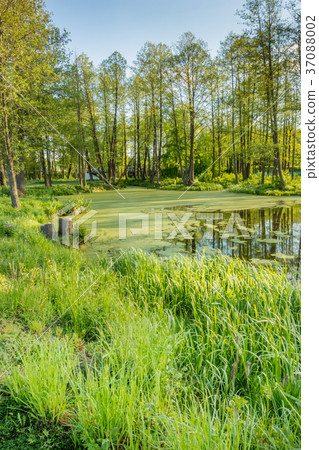 Green summer grass on the lake shore Green summer grass on the lake shore 37088002